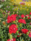 Dianthus Supertrouper Scarlet Seeds - Bare Root Perennial Plant - Red Flowers - Dianthus spp. - Garden Ready for Shipping