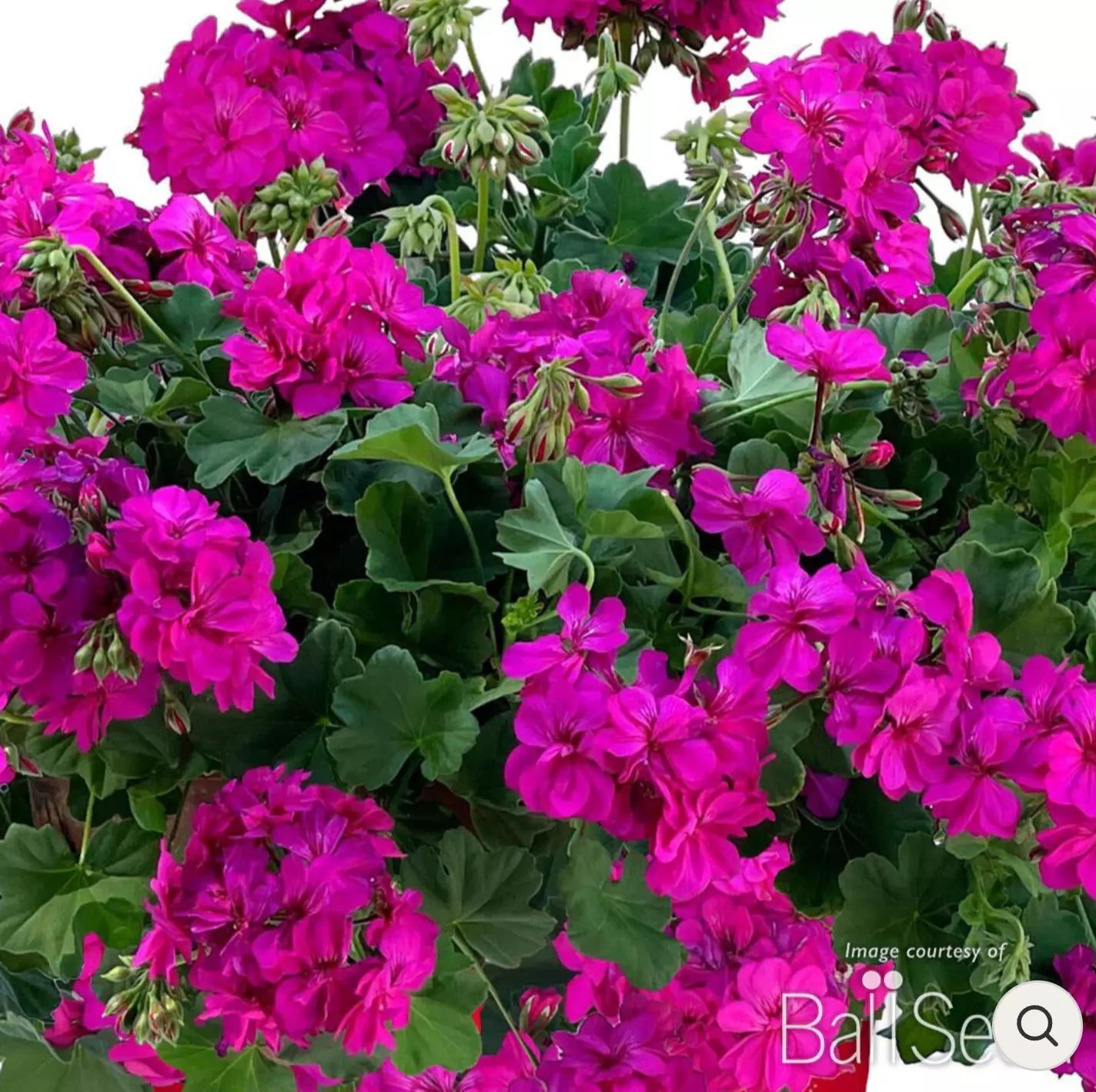 Geranium Plugs 4" Calliope Cascade Violet Live Annual Plants, Geranium Zonal, Semi-Trailing, Hummingbird Attracting