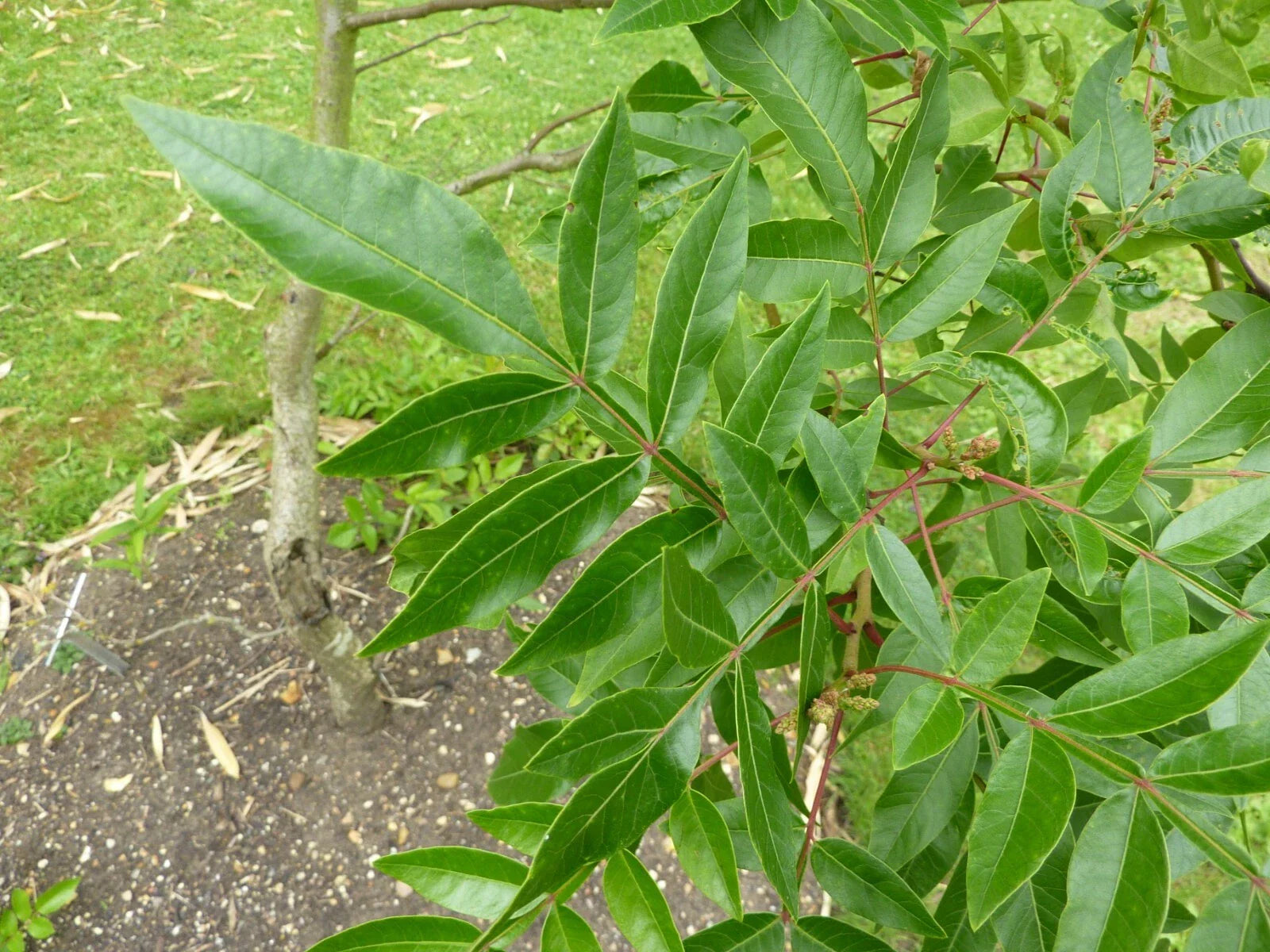 Flameleaf Sumac Seeds - 30 Seeds of Rhus copallina - Native Shrub for Wildlife & Erosion Control