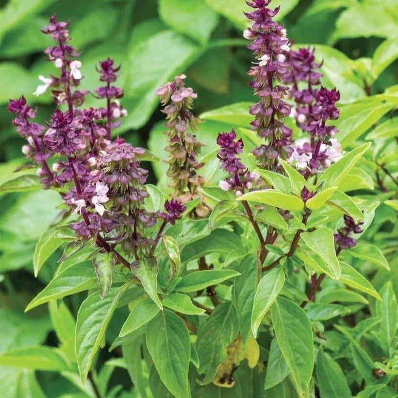 Anise Basil Seeds - 2025 Planting - Ocimum Basilicum Anethole Anisatum - Thai Variety