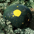 Moon & Stars Watermelon Seeds - Heirloom Non-GMO Red Variety - Citrullus lanatus