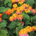 Orange Lantana Live Rooted Plant, 20 Inches Tall, Lantana camara, Vibrant Flowers, Attracts Butterflies