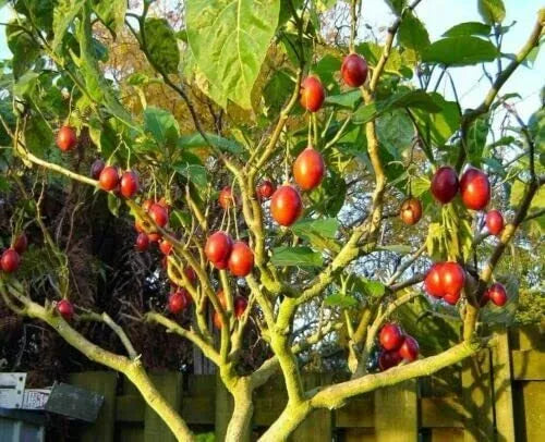 Tomato Tree Bonsai Seeds - 10 Pack - Tamarillo - Cyphomandra betacea