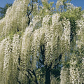 White Chinese Wisteria Seeds - 5 Pack - Rare Climbing Flower Vine - Perennial (Wisteria sinensis)