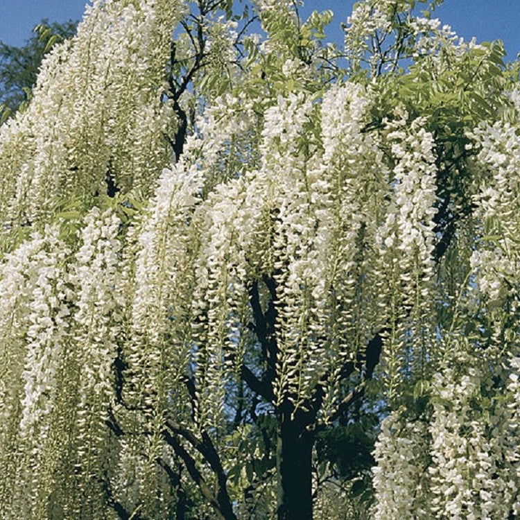 White Chinese Wisteria Seeds - 5 Pack - Rare Climbing Flower Vine - Perennial (Wisteria sinensis)