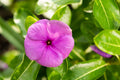 Vinca Seeds, Set of 100, Sunsplash Deep Pink, Catharanthus roseus, Non-California Shipping