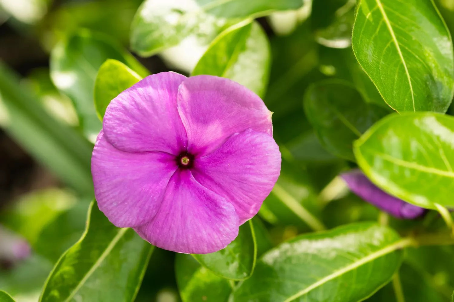 Vinca Seeds, Set of 100, Sunsplash Deep Pink, Catharanthus roseus, Non-California Shipping