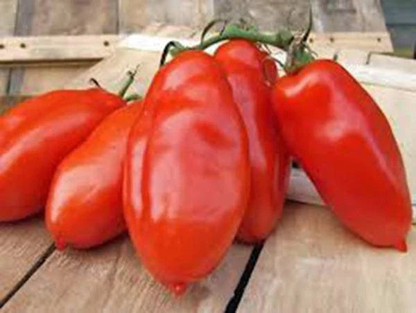Heirloom Tomato Seeds Garden Collection 6 Pack - Non-GMO, Organic Varieties for Home Gardening