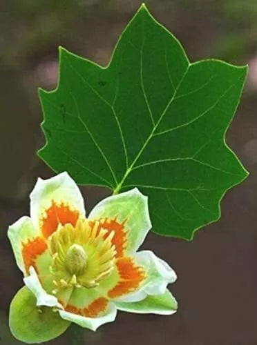 Tulip Poplar Seeds, 25 Pack, Fast Growing Tree, Tulip-Shaped Flowers, Liriodendron tulipifera