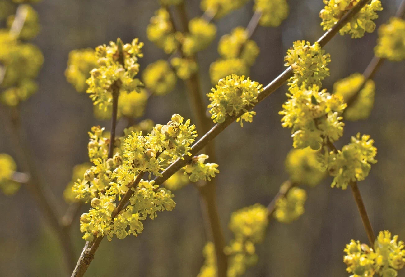 Spicebush Plants Set - 6-12" Tall - 4" Pot - Lindera Benzoin - Aromatic Shrub