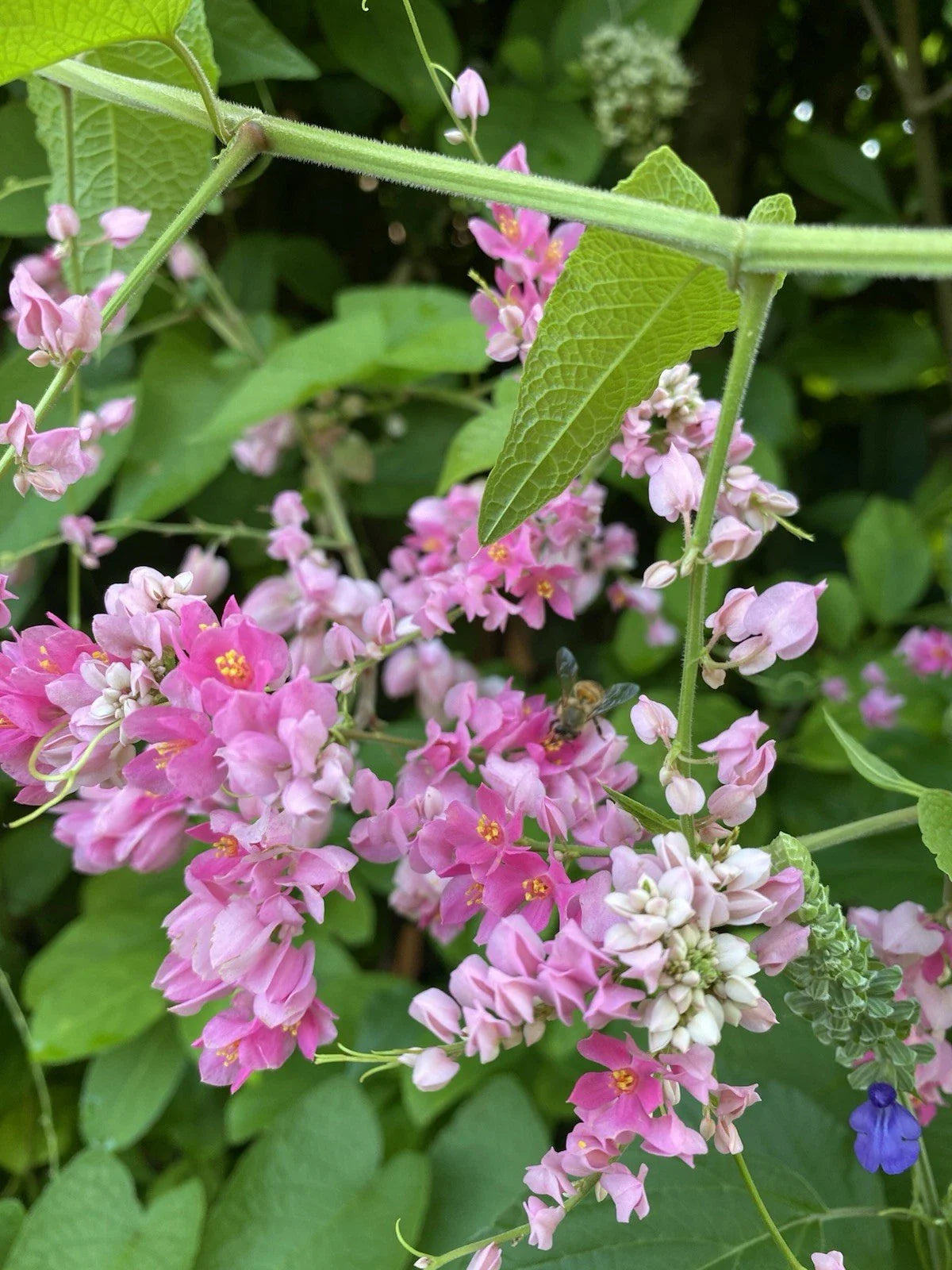 Mexican Creeper Vine Plant for Pollinators, Pink Flowers, Great Privacy Cover, Antigonon leptopus