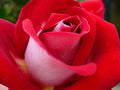 Rose Bareroot Plant Bush Fire N' Ice / Snowfire Hybrid Tea Variety - Breathtaking Blooms