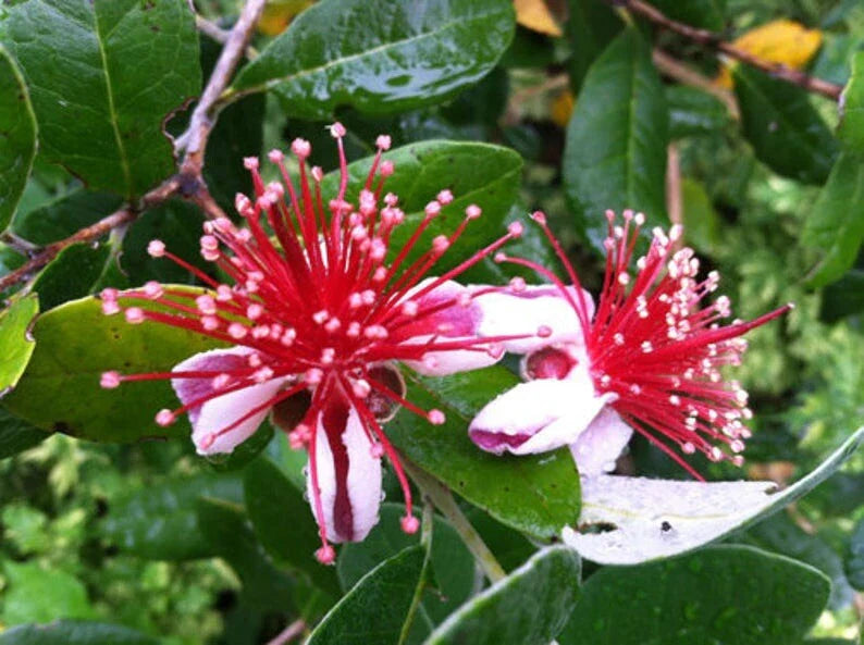 Fresh Pineapple Guava Tree Cuttings - 4 Planting Cuttings - Feijoa sellowiana - Perfect for Home Gardens