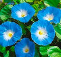 Heavenly Blue Morning Glory Seeds - 30 Ipomoea Seeds for Planting - Climbing Vine Flower Seeds