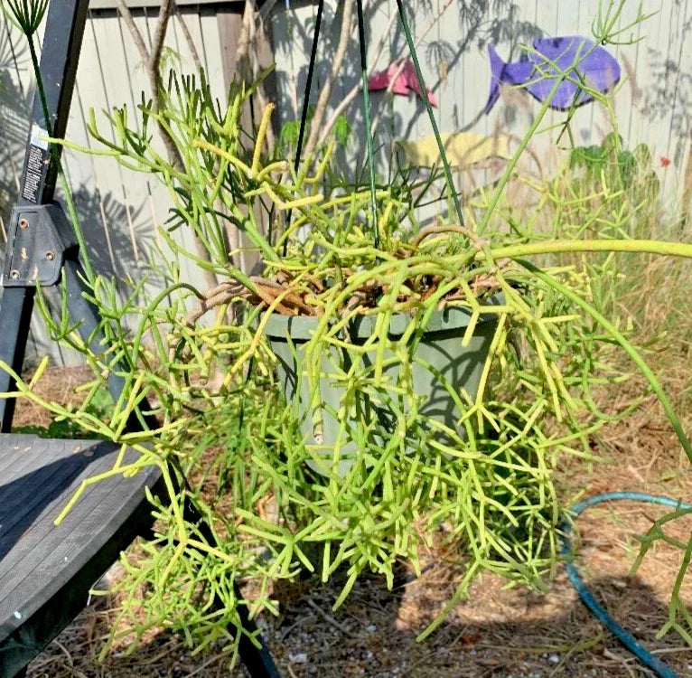 Fresh Cuttings Rhipsalis Porto Alegre - Unique Cactus Cuttings for Propagation - Succulent Plant