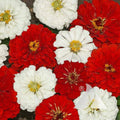 Zinnia Seeds Mix - STOP SIGN Red & White Blooms for Butterflies & Hummingbirds - Non-GMO - 200 Seeds