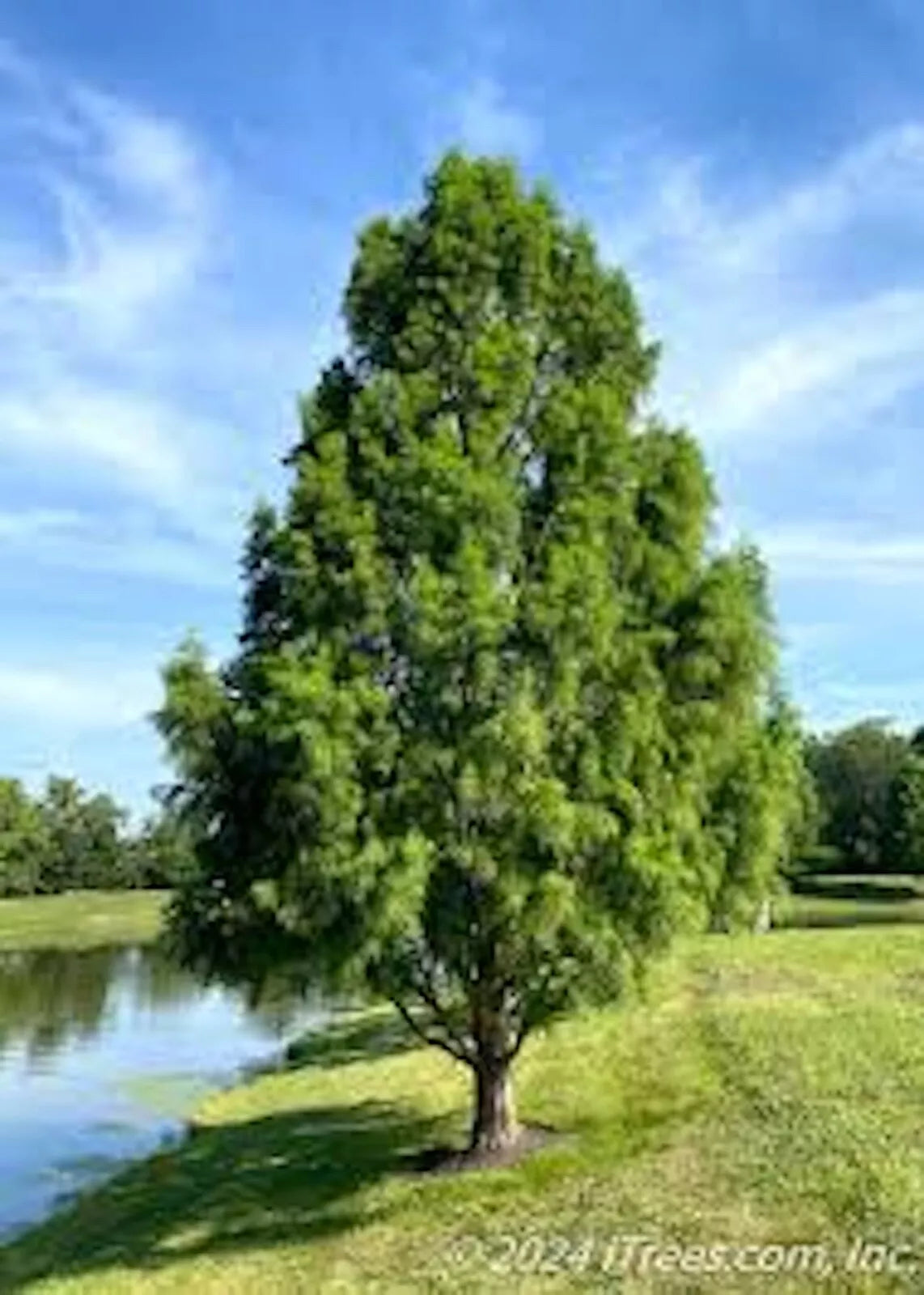 Bald Cypress Tree 12-24in Tall Taxodium distichum - Deciduous Conifer, Dormant Shipping, Southern Native