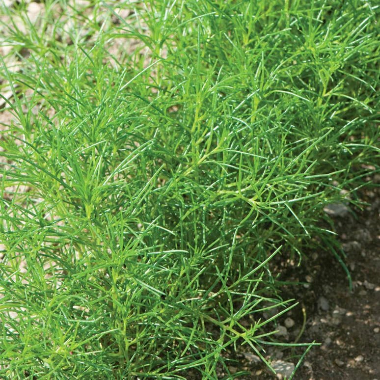 Saltwort Herb Seeds - 30 Non-GMO Seeds - Traditional Japanese Culinary Herb - Suaeda japonica - USA Seller