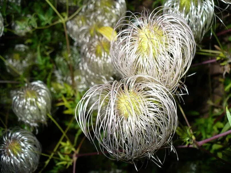 Golden Clematis Seeds for Planting, 30 Seeds, Clematis tangutica, Flowering Vine, Perennial Garden Plant