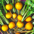 Golden Helios Radish Seeds - Yellow Globe Variety for 2025 Planting, Raphanus sativus
