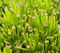 Succulent Crassula Ovata 2-4" Hobbit Jade Money Plant Tree Ogre's Ear