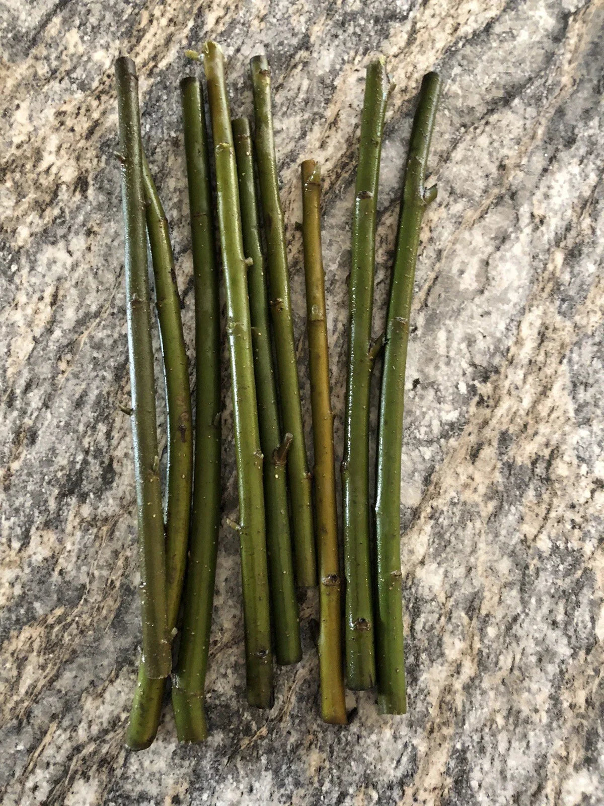 Austree Hybrid Willow Tree Cuttings - 10 Pack - Fast Growing Trees - Salix × sepulcralis