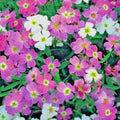 Virginia Stock Flower Seeds | 1001+ Seeds | Easy Flowering Groundcover for Borders & Containers | Malcomia maritima