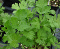 Herb Seed - 500+ Dark Green Italian Parsley Seeds - Petroselinum crispum - Fresh Culinary Herb Seed
