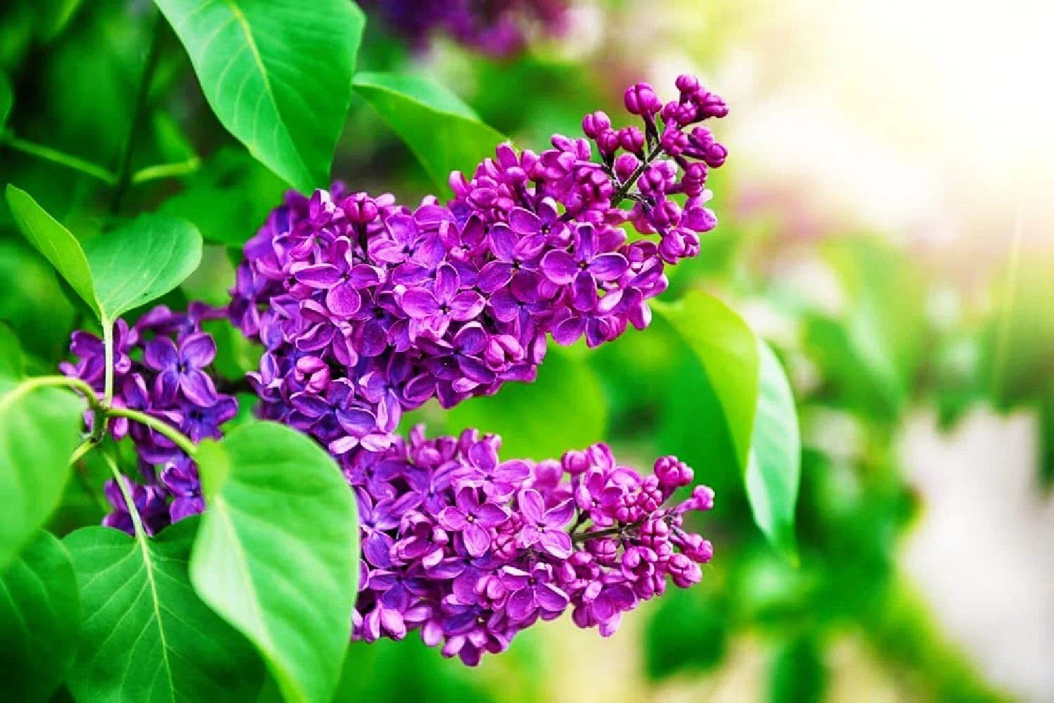 Purple Lilac Seeds - 25 Pcs - Stunning Purple Flowers - Syringa vulgaris