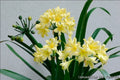 Yellow Clivia Bush Lily Plant, 4 Years Old, Ornamental Indoor Plant, Clivia miniata