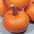Small Sugar Pumpkin Seeds - Fresh Heirloom Seeds for Planting - Cucurbita pepo
