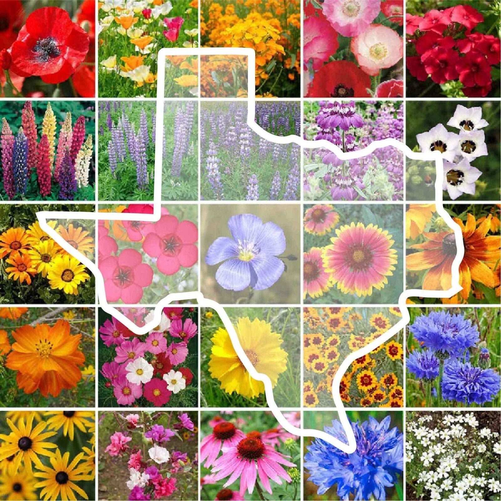 Texas State Flower Wildflower Seed Mix - 1000 Non-GMO Perennial & Annual Seeds for USA Gardens - Native Wildflowers