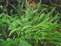 Deer Fern Seeds 1001 Spores Hardy Blechnum spicant Ladder Fern Hard Fern