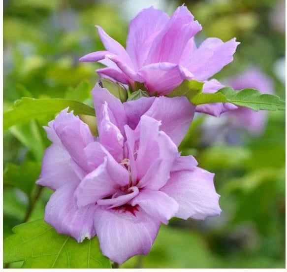Starter Plants Cuttings 2-Pack French Cabaret Blush Rose of Sharon Pink Hibiscus syriacus