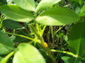 Peanut Seeds 1/2 lb - High-Quality Peanuts for Your Garden - Arachis hypogaea - GroCo