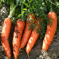 Scarlet Nantes Carrot Seeds - 500+ Count - Red Parisian French - Daucus carota
