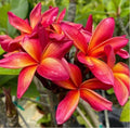 Orange Red Plumeria Seeds - 5 Perennial Hawaiian Flower Plants - Plumeria rubra