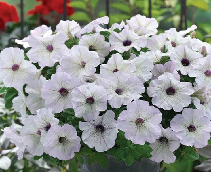 Petunia Seeds - 10 Pelleted Seeds - Trilogy Silver Blotch F1 - Petunia x hybrida