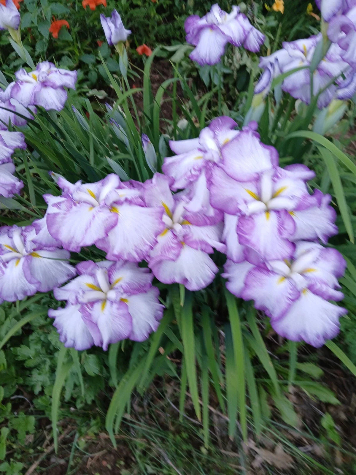 Large Japanese Iris Plant Tiramisu - Well Rooted Perennial (Iris ensata)