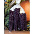 Popcorn Seeds - Blue Kernel - 50 Seeds - Zea mays everta