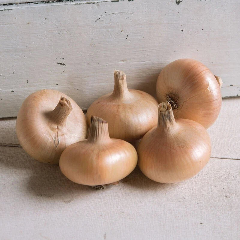 Gold Coin Onion Seeds - 250 Non-GMO Specialty Onion Seeds - Allium cepa
