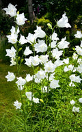 White Bellflower Perennials Plants - 5 Pack Campanula Persicifolia - Elegant Hardy Flowers for Gardens