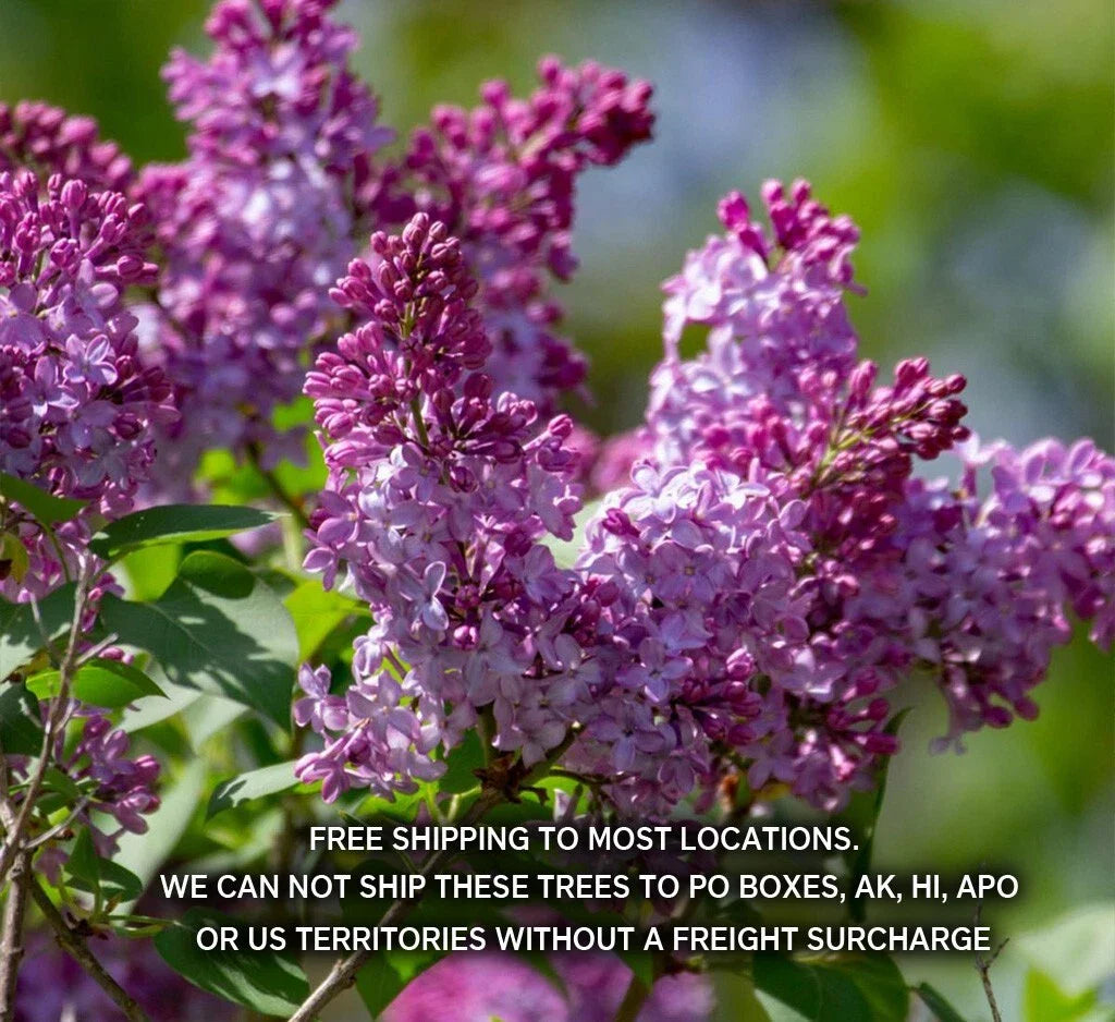 Old Fashion Lilac Bush - 9"-14" Potted Plant - Fragrant Lilac (Syringa vulgaris)