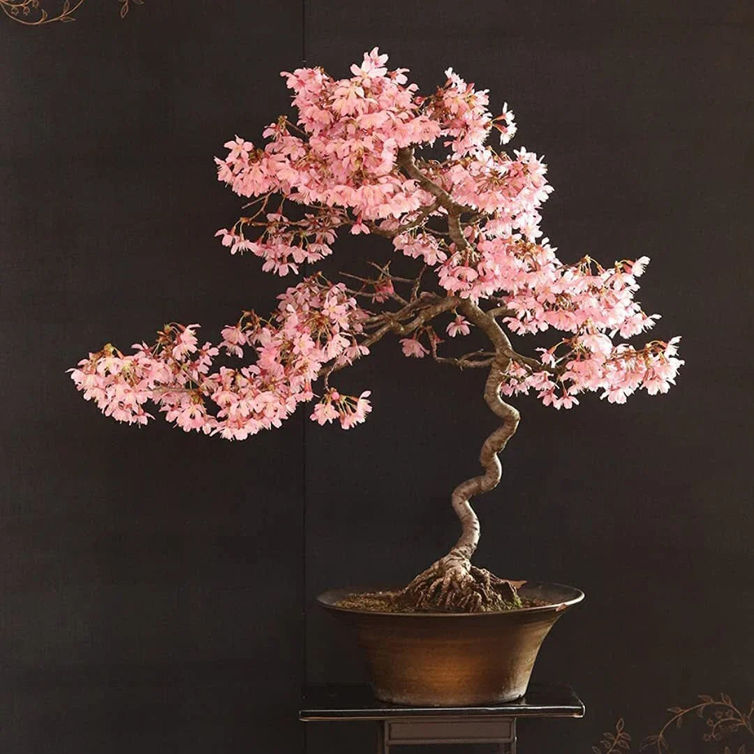 Japanese Flowering Cherry Blossom Bonsai Seeds - 20 Rare Pink Flowering Tree Seeds - Prunus serrulata