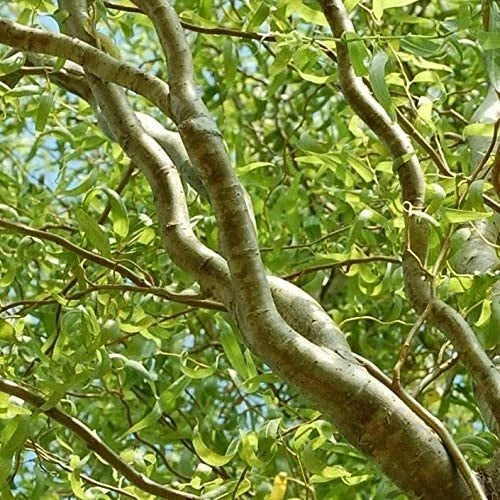 Green Curly Willow Trees - 4 Pack - Fast Growing Exotic Variety - Salix Matsudana