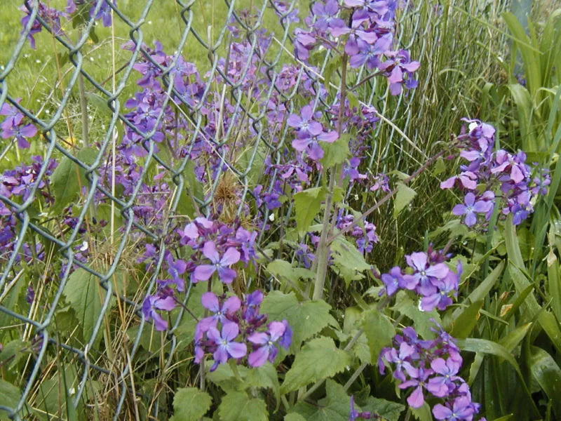 Money Plant Seeds - 60 Seeds Lunaria Silver Dollar - Easy to Grow, Unique Greenery for Garden & Home - GroCo
