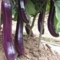 Eggplant Seeds - 250+ Long Purple Variety - Asian Vegetable - Solanum melongena - USA
