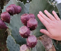 Giant Prickly Pear Cactus Pads 3-Pack Cold Hardy Opuntia Produces Large Fruit
