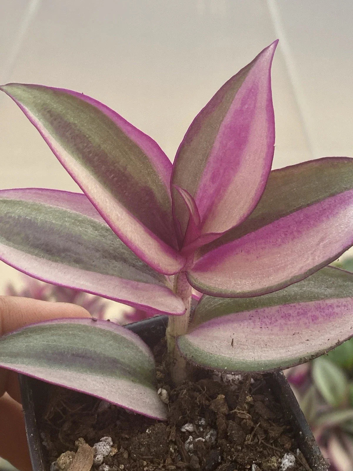 Tradescantia Quadricolor Rooted Cuttings - 2 Live Houseplants, Colorful Variegated Foliage, Shipping from PA