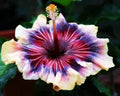 Madagascar Hibiscus Starter Plant 3-5" Hibiscus moscheutos Mallow Malvaceae Live Plant US Shipping